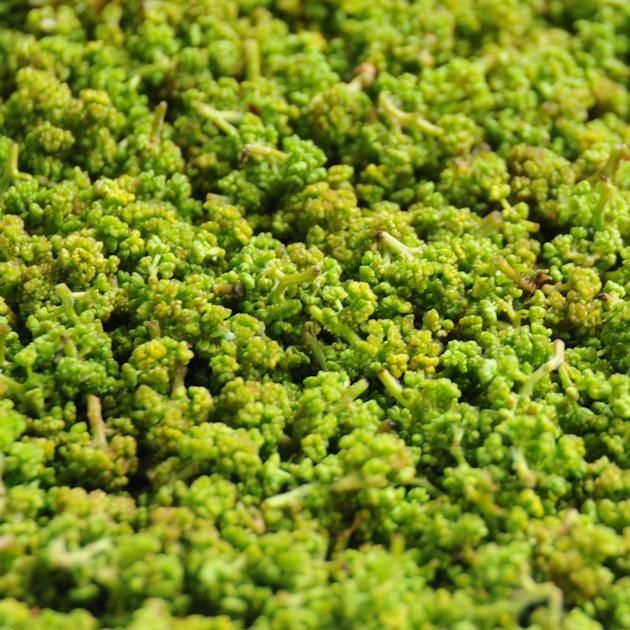 新物】花山椒(生) 通販・お取り寄せ | 高級佃煮専門店 さん志ょ 新物】花山椒(生) 通販・お取り寄せ | 高級佃煮専門店 さん志ょ