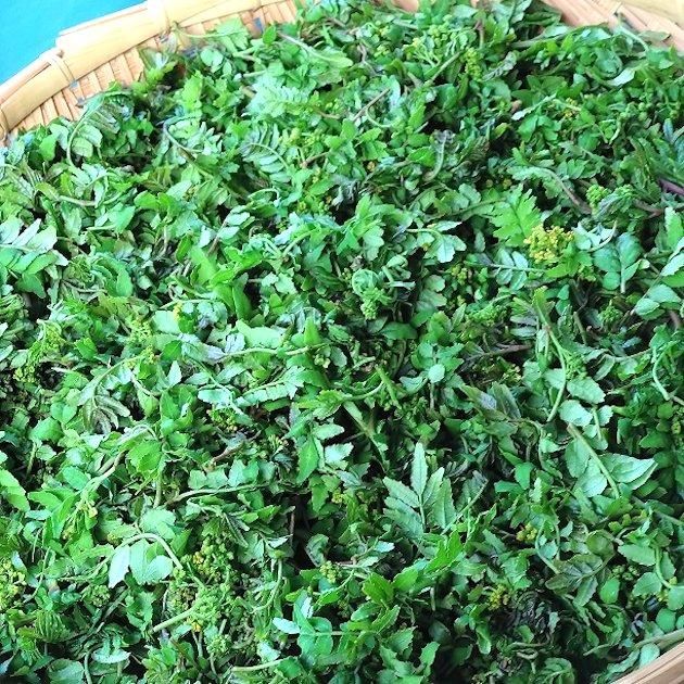 朝倉山椒の木の芽（有機栽培、無消毒生産）