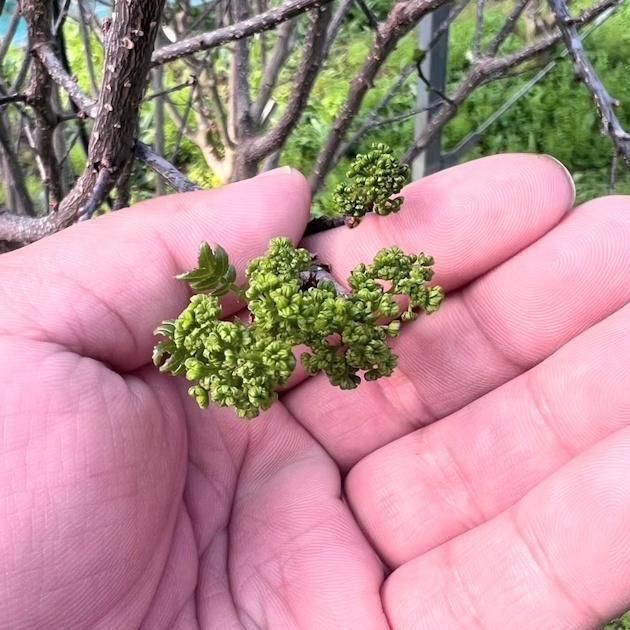 新物】ハウス栽培の花山椒｜春を先取りする香り高い味わい