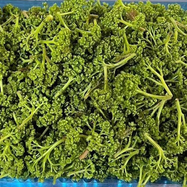 新物】ハウス栽培の花山椒｜春を先取りする香り高い味わい