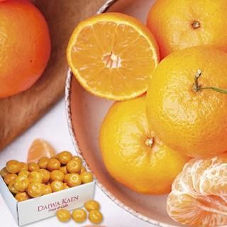 ڤ ̵ ľۥ̱ ²λ ͭĤߤ(V6006559T)