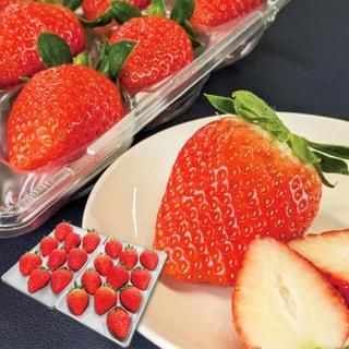 ڤ ̵ ľۤ ʡ ٥ե(V6016516T)