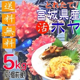 ホヤ 松かきnet 牡蠣の産地直送 ホヤ 松かきnet 牡蠣の産地直送