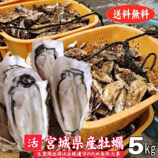 楽天市場】殻付き生食用牡蠣 国産 宮城県三陸産 5kg 25～50個