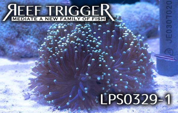 オーストラリア産ツツマルハナサンゴ/グリーンチップ - REEF-TRIGGER