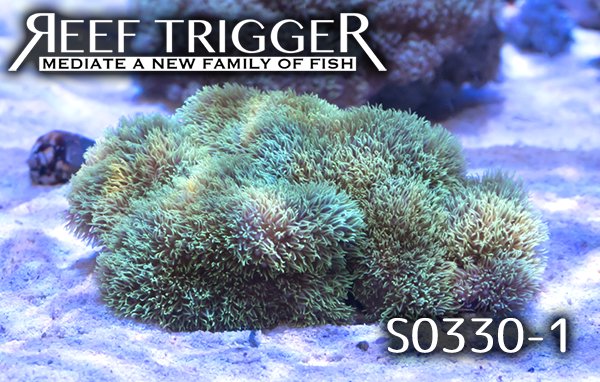沖縄産スターポリプ メタリックグリーン Mlサイズ Reef Trigger