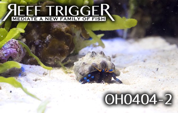 沖縄産ユビワサンゴヤドカリ Reef Trigger