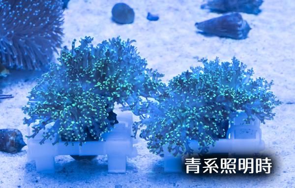 No.4 ハタゴイソギンチャク パープル|アクアスタイルユー ASY