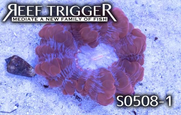 コハナガタサンゴ オーストラリア産コハナガタサンゴ レッド/ホワイト MLサイズ