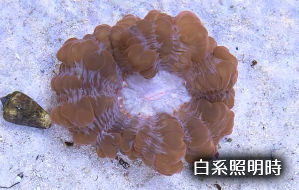 オーストラリア産コハナガタサンゴ レッド/ホワイト MLサイズ