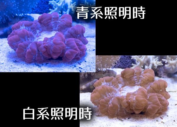 オーストラリア産コハナガタサンゴ レッド/ホワイト MLサイズ