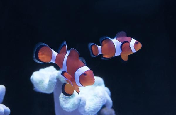 沖縄産カクレクマノミ ペア - REEF-TRIGGER