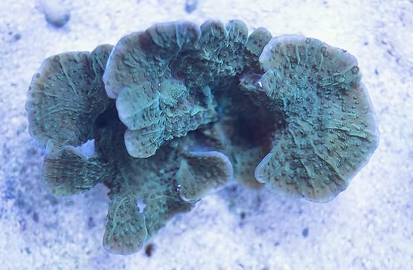 値下げ！オーストラリア産　オオバナサンゴ 値下げ！オーストラリア産 オオバナサンゴ 楽天市場