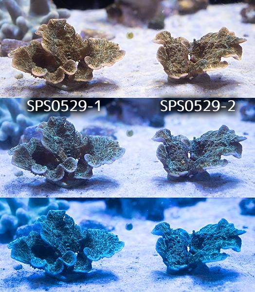 オーストラリア産ウスコモンサンゴ フラグ Msサイズ相当 Reef Trigger オーストラリア産ウスコモンサンゴ フラグ Msサイズ相当 Reef Trigger