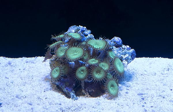 オーストラリア産マメスナギンチャク ボタンポリプ Mサイズ Reef Trigger