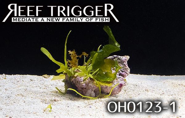 沖縄産海藻付きライブロック Sサイズ - REEF-TRIGGER