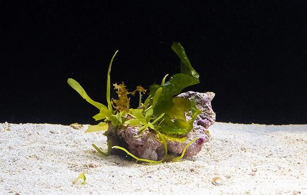 沖縄産海藻付きライブロック Sサイズ - REEF-TRIGGER