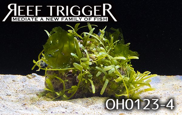 沖縄産海藻付きライブロック MSサイズ - REEF-TRIGGER