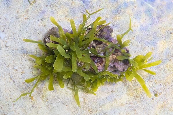 海水 ウミブドウ 活着済み ライブロック 特大 自立タイプ - メルカリ
