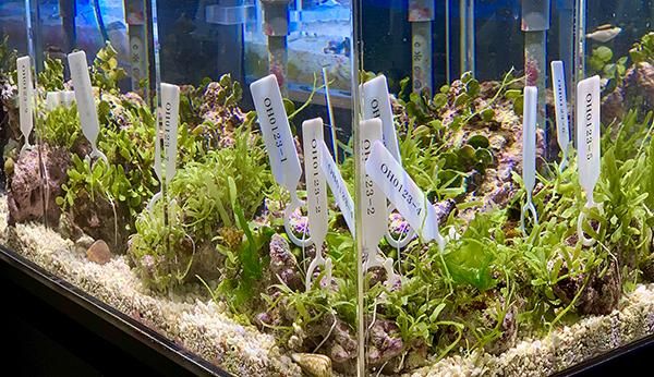 天然ライブロック フライドポテト 琴鈴 on X