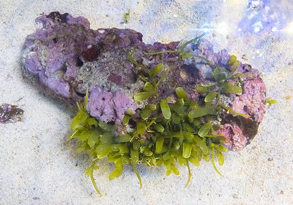 【★】海藻等色々ついたライブロックと海藻セット ☆】海藻等色々ついたライブロックと海藻セット 上物ライブ