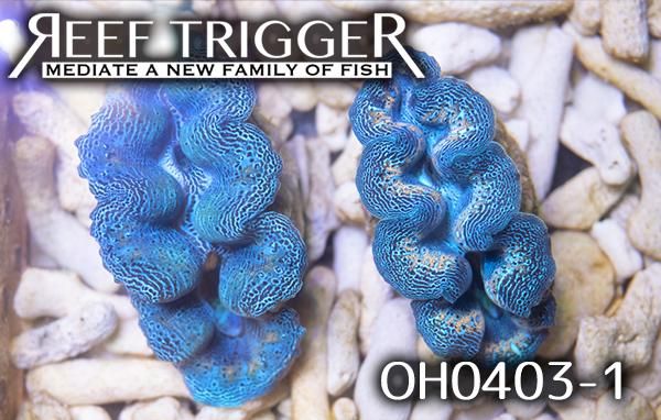 沖縄産ヒメシャコガイ 強メタリックブルー Mサイズ Reef Trigger
