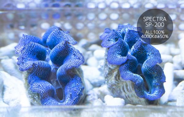 沖縄産ヒメシャコガイ 強メタリックブルー Mサイズ - REEF-TRIGGER
