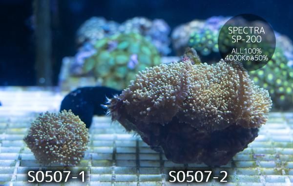 【2025年】お歳暮ギフト 142716609_o2.jpg? 海水魚用品