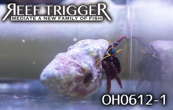 沖縄産クリイロサンゴヤドカリ Reef Trigger