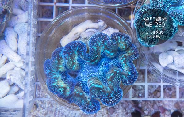 沖縄産 ヒメジャコガイ メタリックブルー Msサイズ Reef Trigger