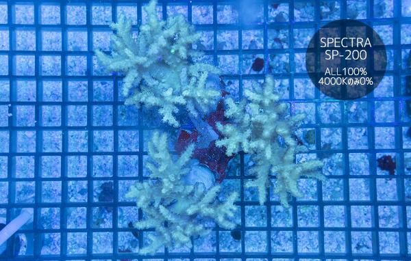 沖縄産ヤワタコアシカタトサカ 3個体付き(ML~L相当) - REEF-TRIGGER