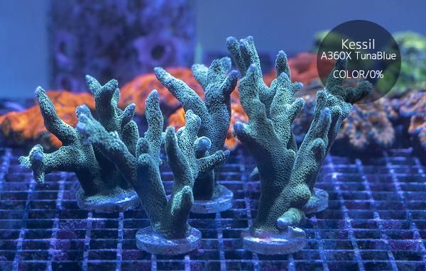 新品）MARIA Aurora Stone Aroma 2種セット MARIA Aurora Stone Aroma 2種セット: その他グッズ | カドスト