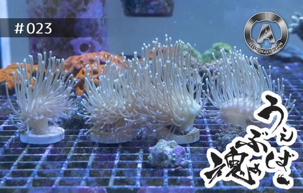 超高品質で人気の ライブロック（中） ウミキノコショートポリプ