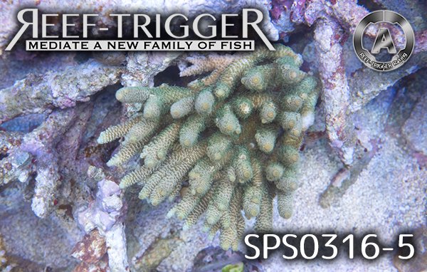 AUS産ハイマツミドリイシ グリーン ML - REEF-TRIGGER