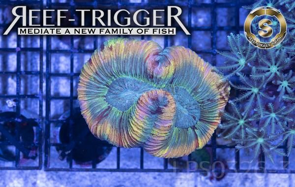 値下げ！オーストラリア産　オオバナサンゴ AUS産オオバナサンゴ Mサイズ - REEF-TRIGGER