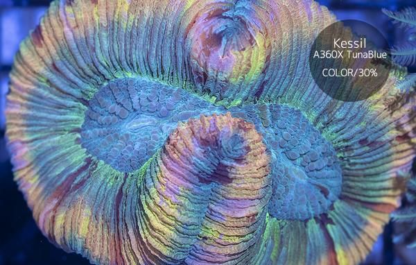 AUS産オオバナサンゴ Mサイズ - REEF-TRIGGER