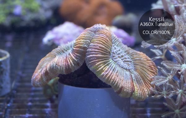 AUS産オオバナサンゴ Mサイズ - REEF-TRIGGER