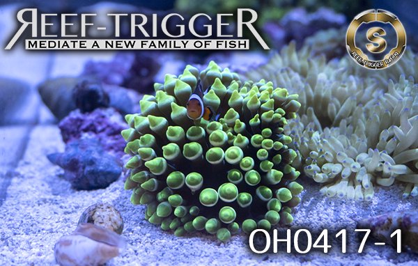 沖縄産ハンドコート タマイタダキイソギンチャク強メタリックグリーン Sサイズ - REEF-TRIGGER