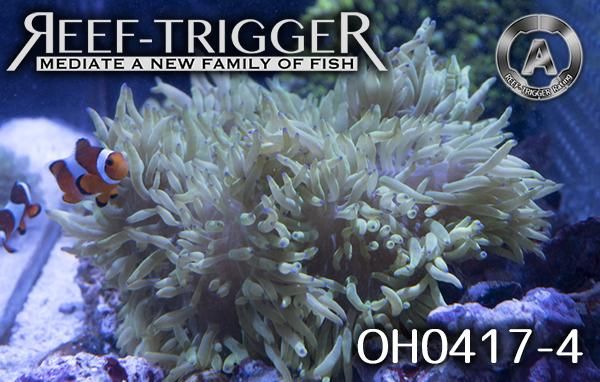 沖縄産ハンドコート シライトイソギンチャク イエローグリーン Lサイズ Reef Trigger 沖縄産ハンドコート シライトイソギンチャク イエローグリーン Lサイズ Reef Trigger