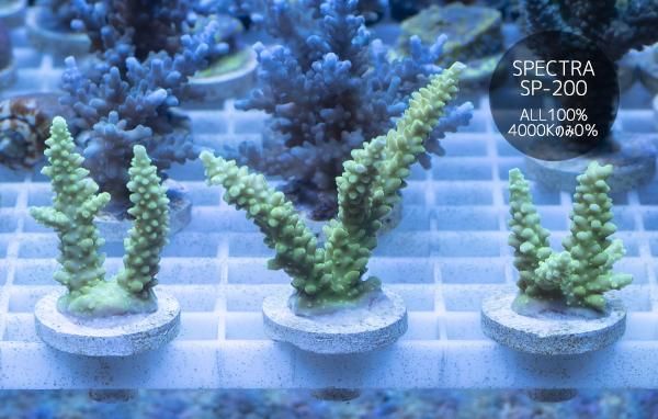 沖縄産養殖スギミドリイシ グリーン RTフラグ - REEF-TRIGGER