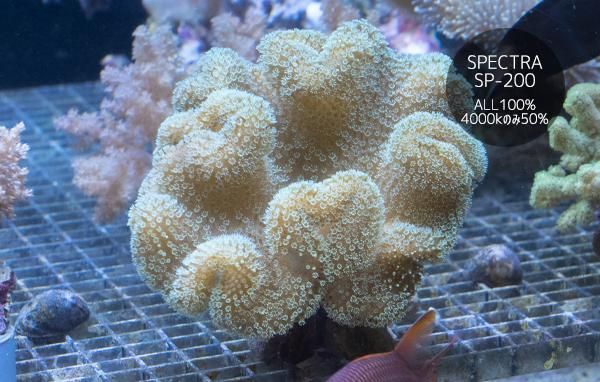 海水海キノコ ウミキノコ | 小型海水水槽・人工ライブロック通販｜サーチ