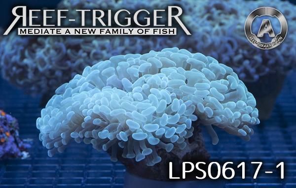 ナガレハナサンゴ 茎メタリックグリーントップクリア系 ナガレハナ