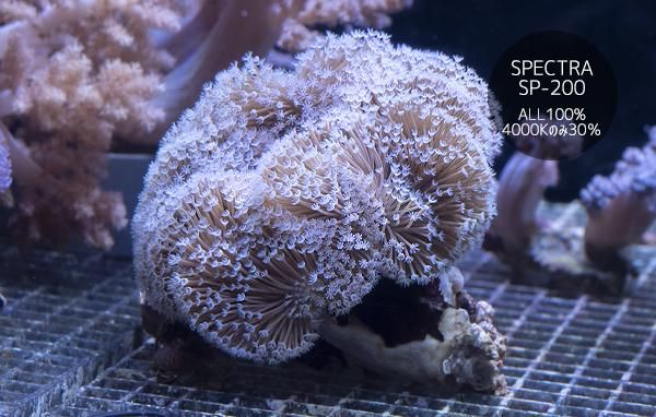 ライブロック（中） ウミキノコショートポリプ付き - 海水魚用品