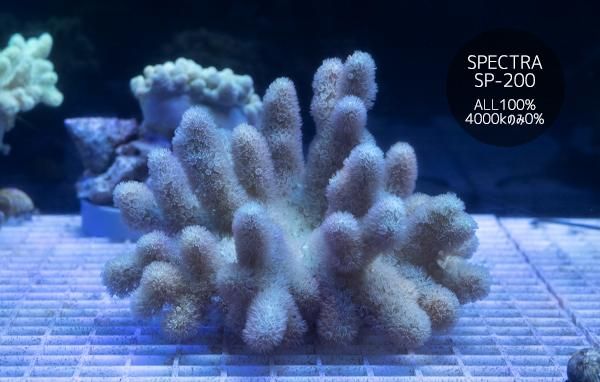 その他 sanngo 沖縄産ウネタケ もふもふタイプ MLサイズ - REEF-TRIGGER