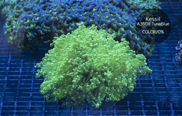 ジャカルタ産ホンタコアシサンゴ メタリックグリーン Mlサイズ Reef Trigger