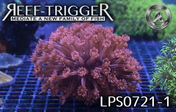 ハナガササンゴレッド ハナガササンゴ Red IDN No.1 - 海水魚専門店 ceppo onlinestore