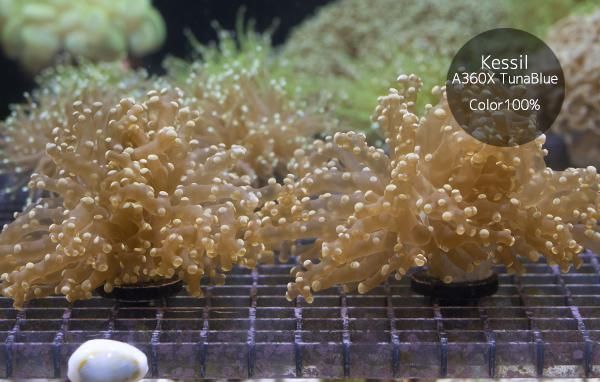 Golden Marindo タコアシサンゴ オレンジ フラグ - REEF-TRIGGER Golden Marindo タコアシサンゴ オレンジ フラグ - REEF-TRIGGER