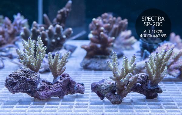 ミドリシ サンゴ RYブリード【PC rainbow】 ミドリシ サンゴ RYブリード【PC rainbow】