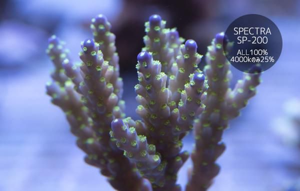 沖縄産養殖スゲミドリイシ RTブリードロック Mサイズ - REEF-TRIGGER