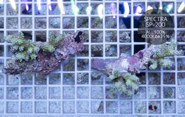 ミドリシ サンゴ RYブリード【PC rainbow】 ミドリシ サンゴ RYブリード【PC rainbow】